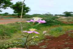 Cleome chelidonii